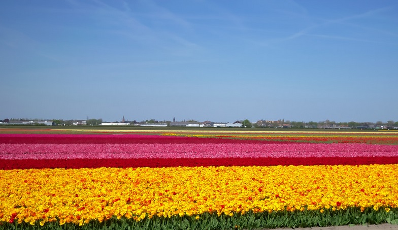 keukenhof